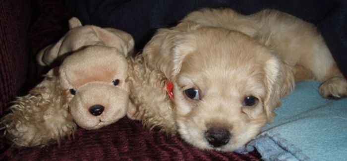 pets with stuffed toys