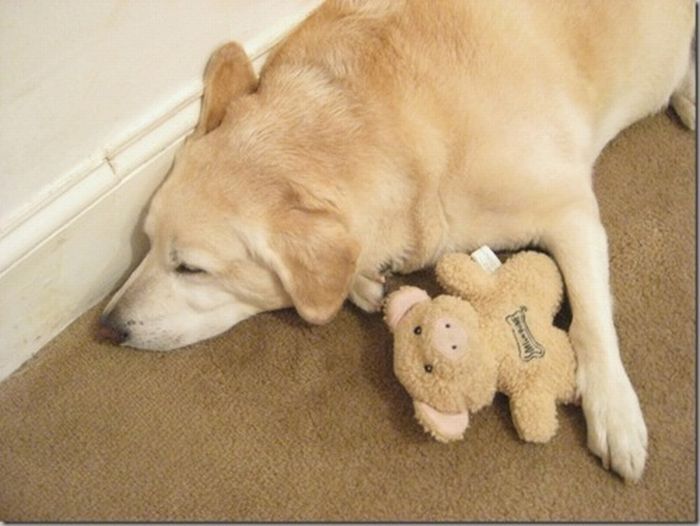pets with stuffed toys