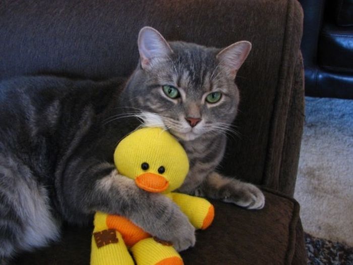 pets with stuffed toys