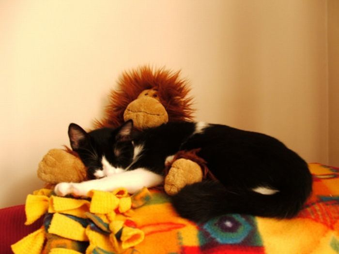 pets with stuffed toys