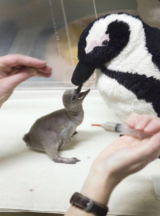 pets with stuffed toys