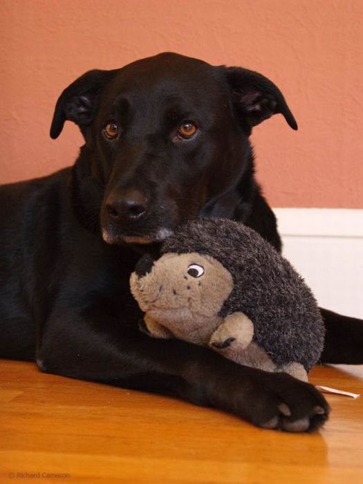 pets with stuffed toys