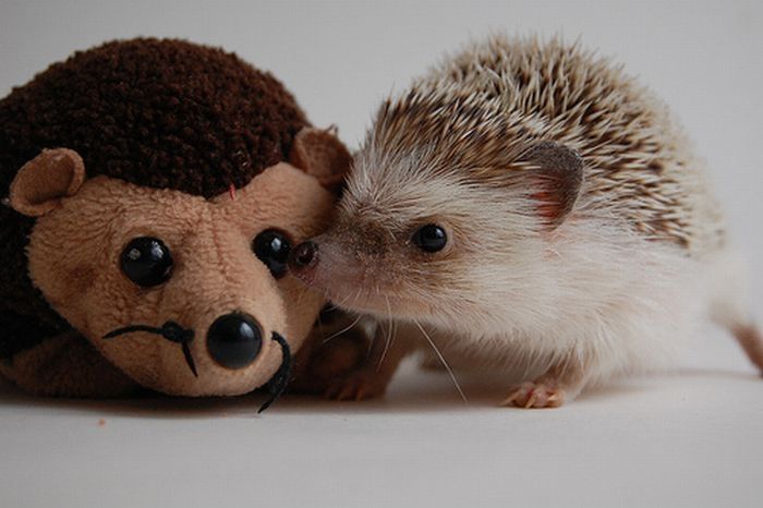 pets with stuffed toys