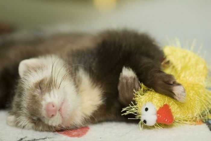 pets with stuffed toys