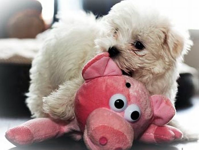 pets with stuffed toys