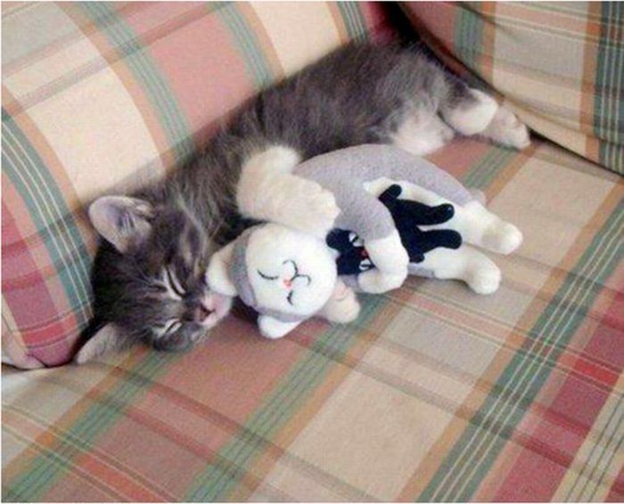 pets with stuffed toys