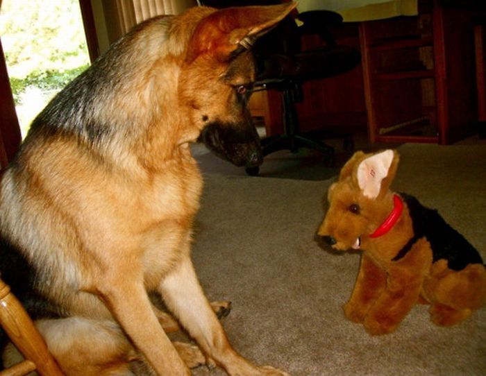 pets with stuffed toys