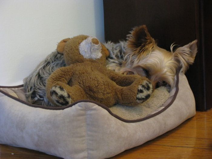 pets with stuffed toys