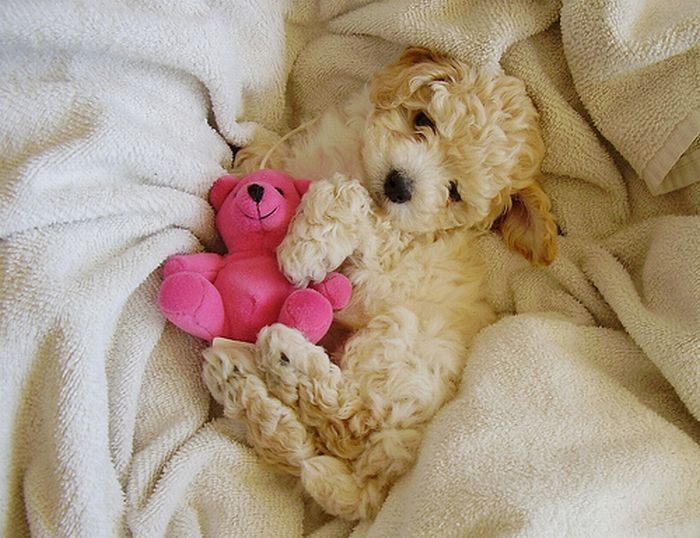 pets with stuffed toys