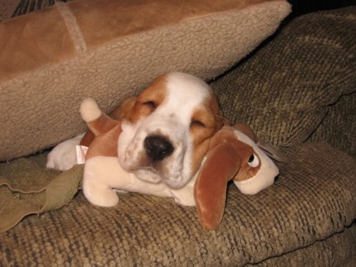 pets with stuffed toys