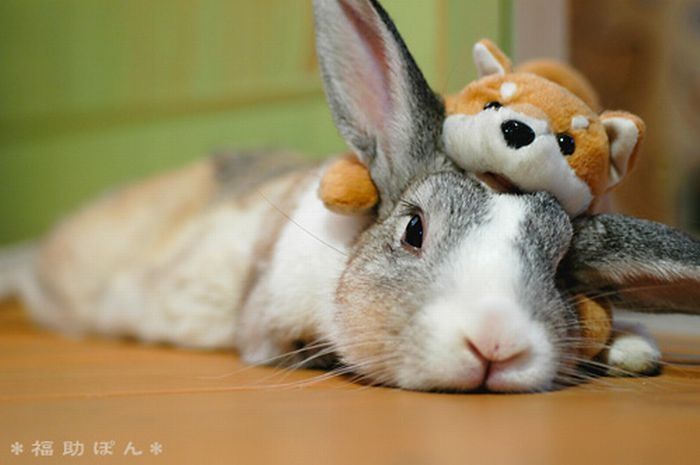 pets with stuffed toys