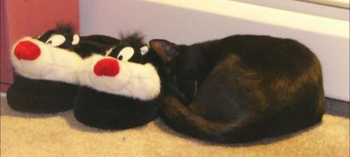 pets with stuffed toys