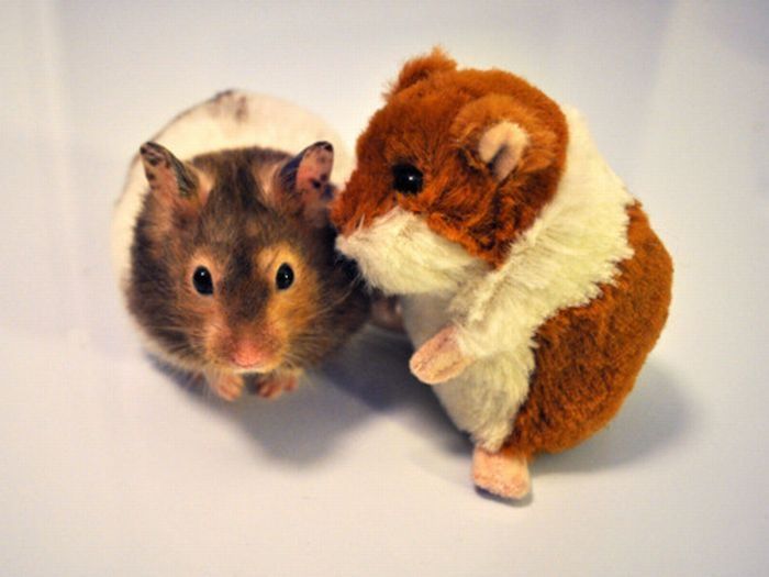 pets with stuffed toys