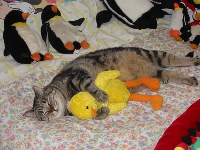 pets with stuffed toys