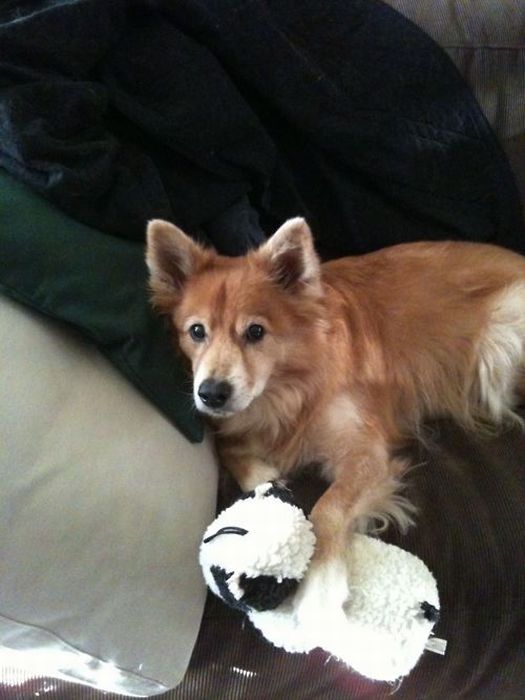 pets with stuffed toys