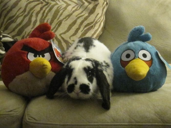 pets with stuffed toys