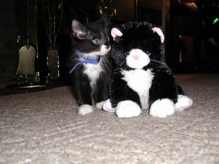 pets with stuffed toys