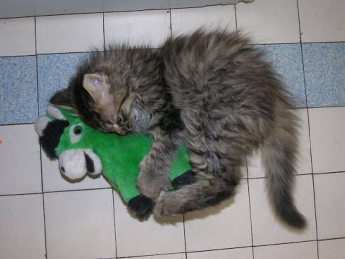 pets with stuffed toys