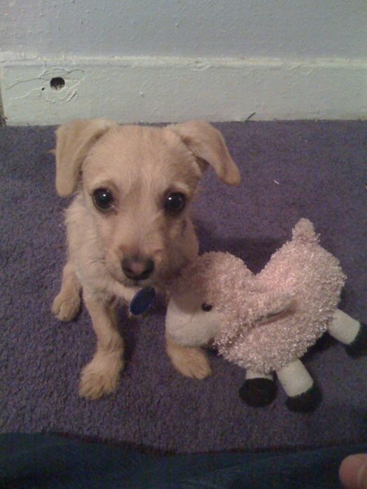 pets with stuffed toys