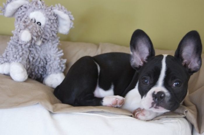 pets with stuffed toys