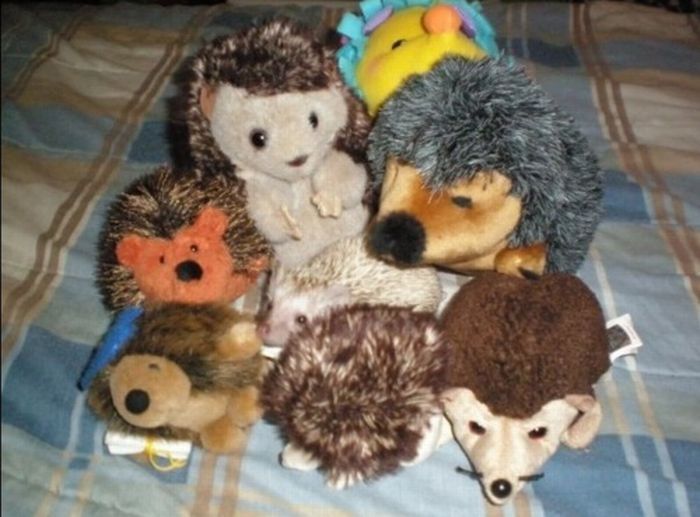 pets with stuffed toys