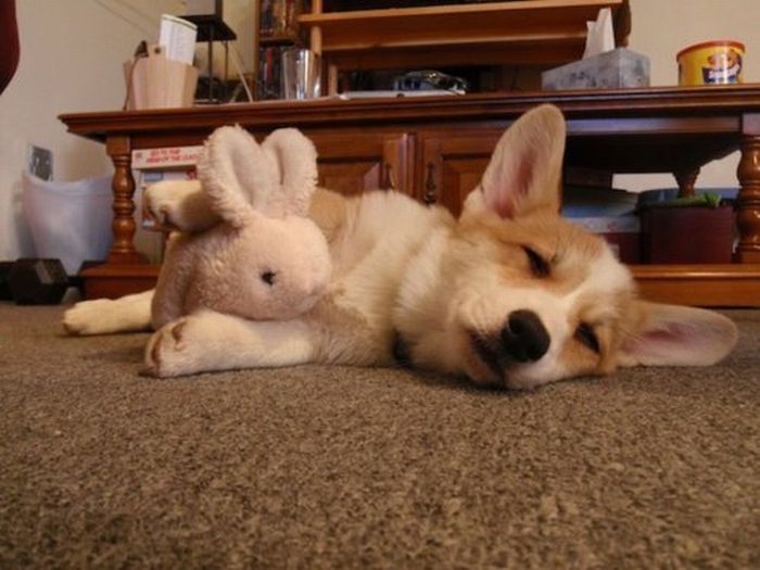 pets with stuffed toys