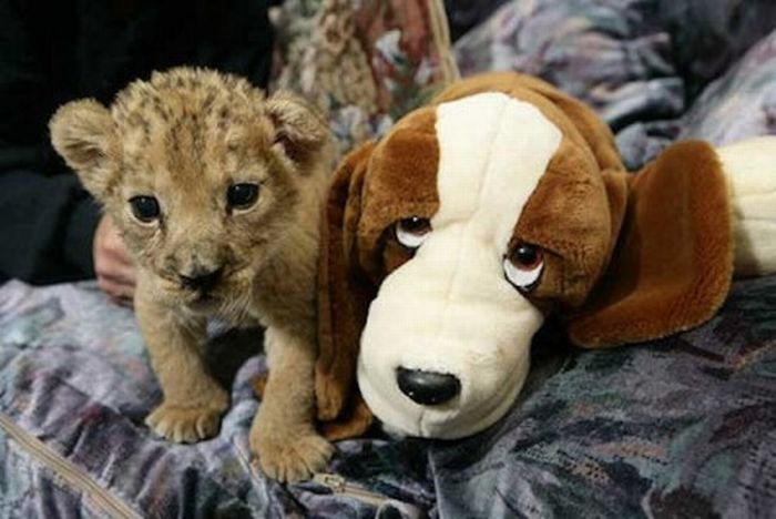 pets with stuffed toys