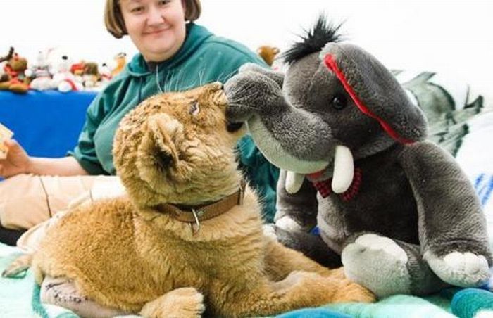 pets with stuffed toys