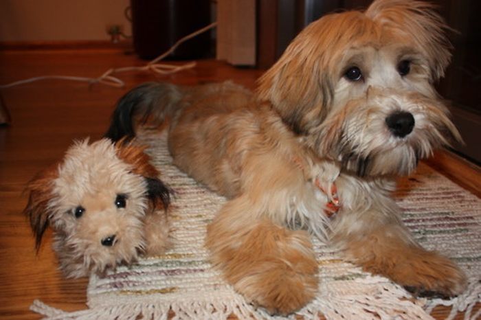 pets with stuffed toys