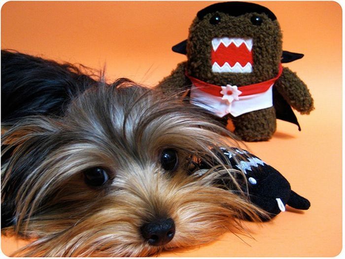 pets with stuffed toys