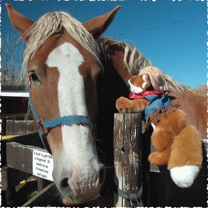 pets with stuffed toys