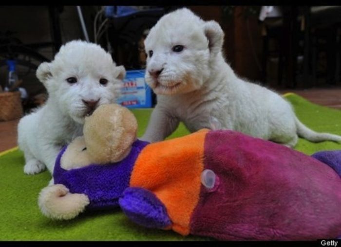 pets with stuffed toys