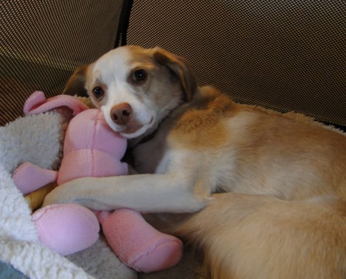 pets with stuffed toys