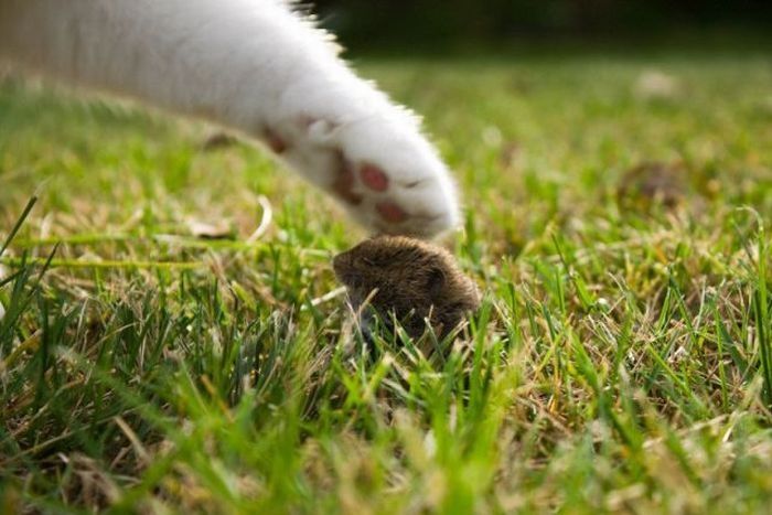 cats paw and mouse