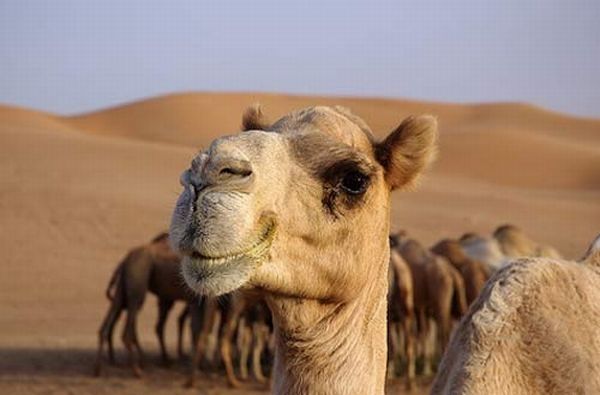 camels around the world