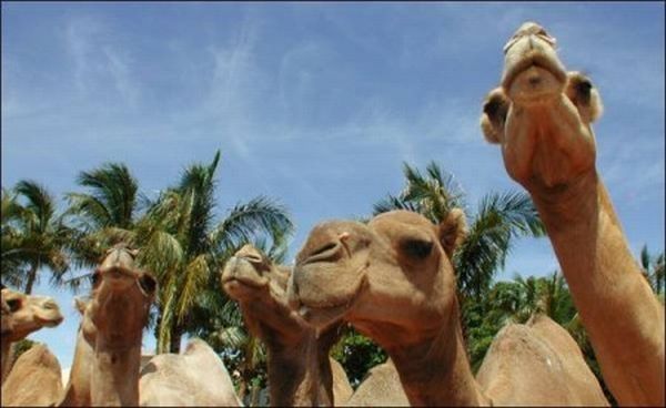 camels around the world