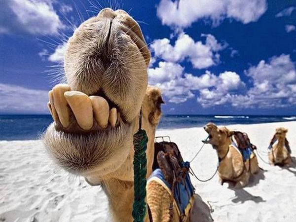 camels around the world