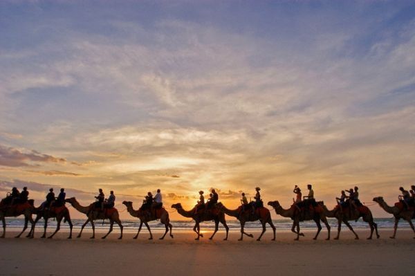 camels around the world