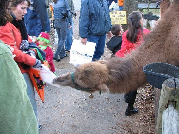 camels around the world