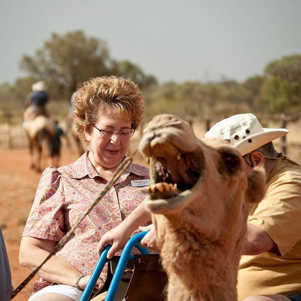 camels around the world