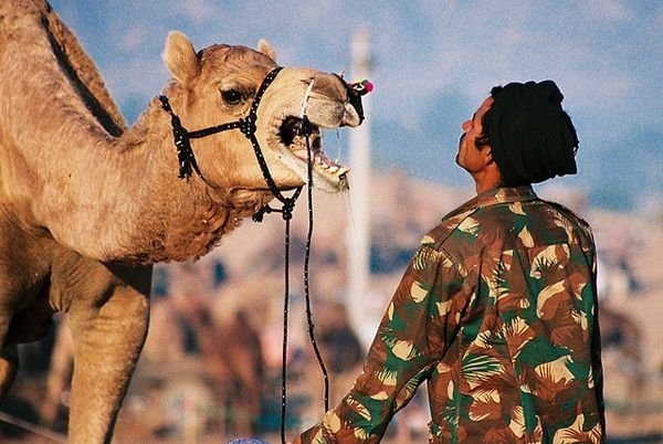 camels around the world