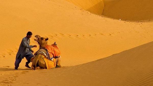 camels around the world