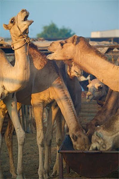 camels around the world