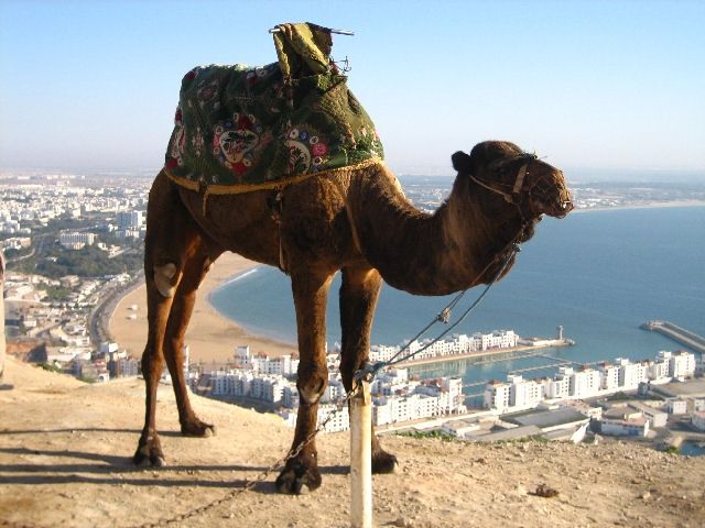 camels around the world