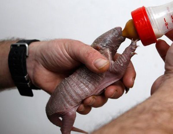 baby armadillo