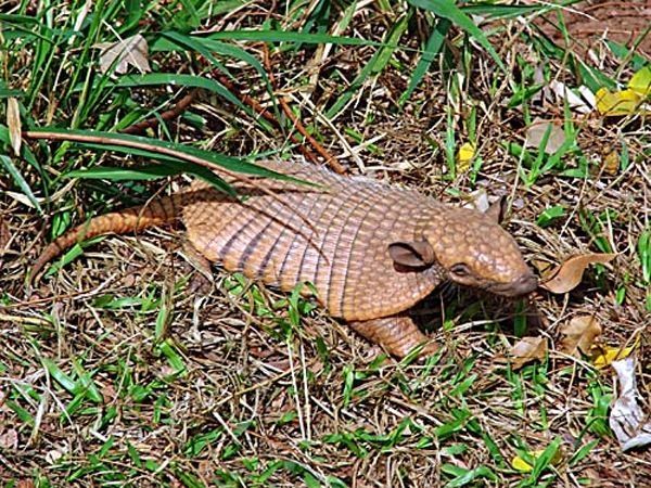 baby armadillo