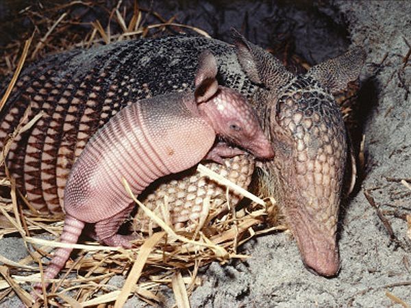 baby armadillo