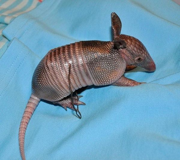 baby armadillo