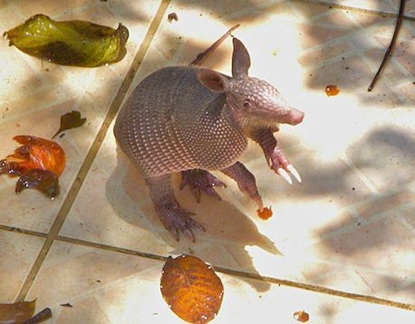 baby armadillo