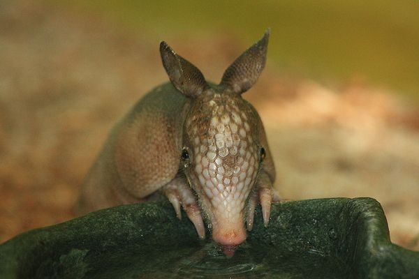 baby armadillo